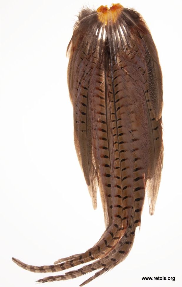 4702/1 Pheasant tail feathers