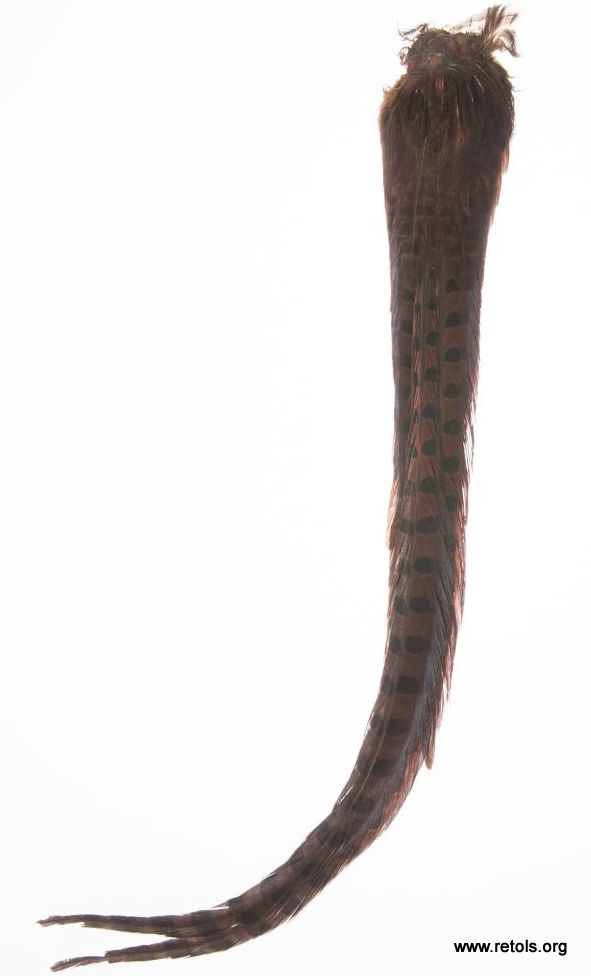 4702/7 Pheasant tail feathers-brown