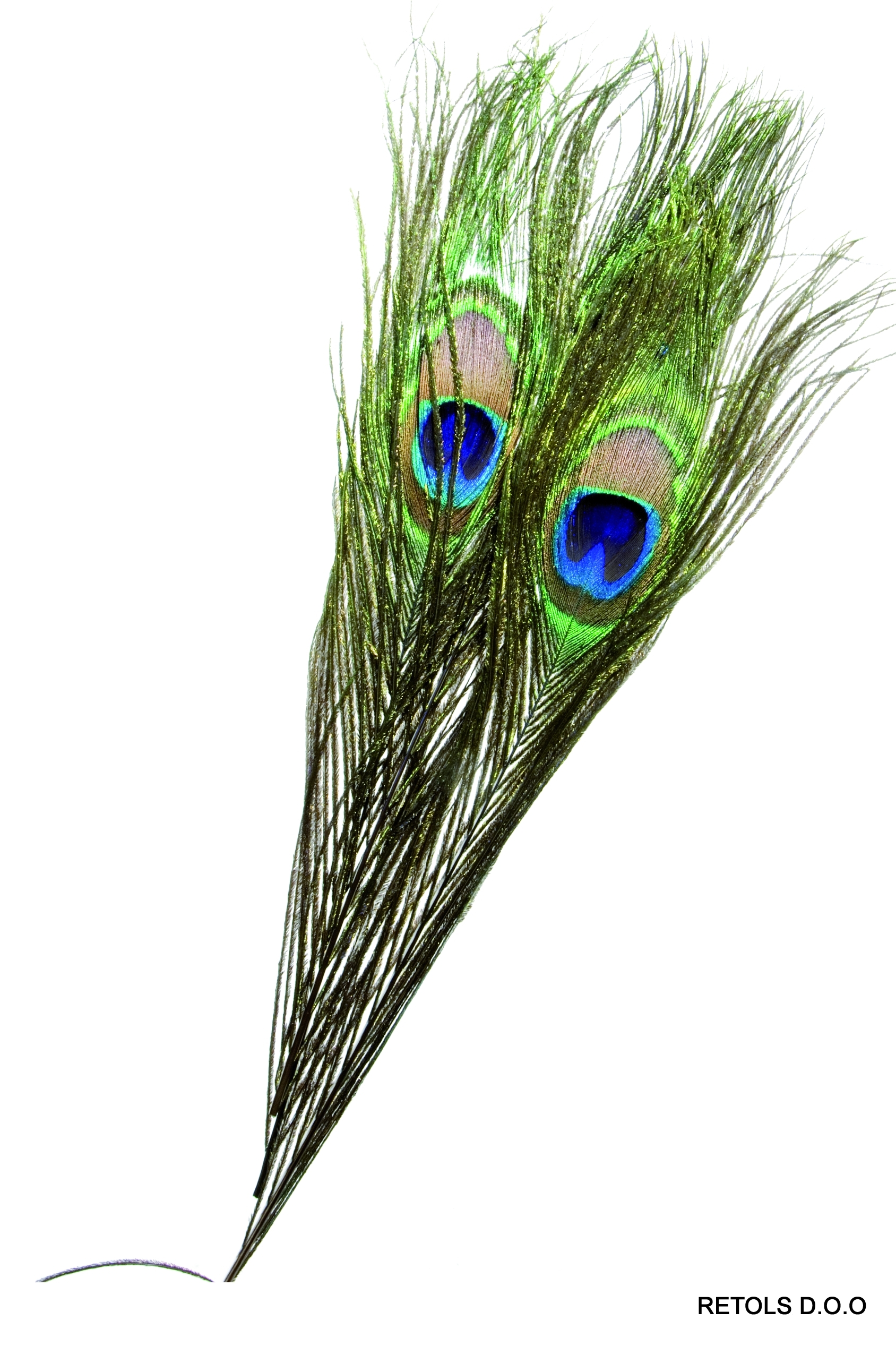 4705/1 peacock feathers